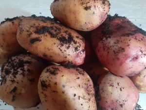 dathuil potato