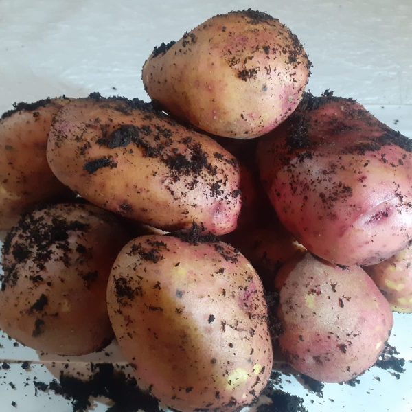 dathuil potato