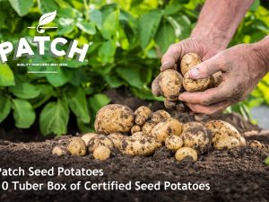 patch seed potatoes