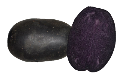 BLEUET Seed Potatoes - Patch
