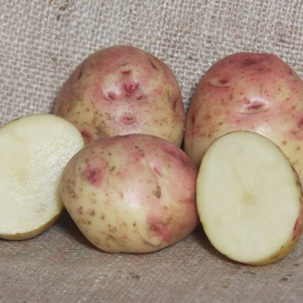 Cara Seed Potatoes